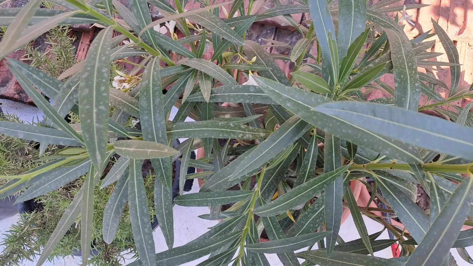 The Sweet Home بورغراديك ألبانيا